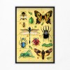 puzzle insectes 12 pieces